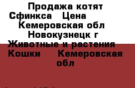 Продажа котят Сфинкса › Цена ­ 1 500 - Кемеровская обл., Новокузнецк г. Животные и растения » Кошки   . Кемеровская обл.